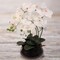 2-Pack White Phalaenopsis Orchid | Elegant Faux Orchids in 7" Black Pots – Lifelike Decor for Home & Office